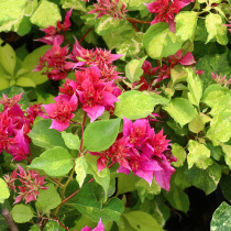 Green gardening double petal triangle plum tiger spotted double petal red Qin flower different leaf varieties