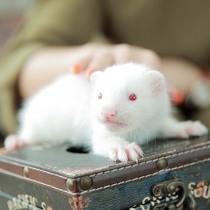 Red-eyed ferret] Little white ferret Castle Angoru pet ferret live cub Anglou alternative cute pet