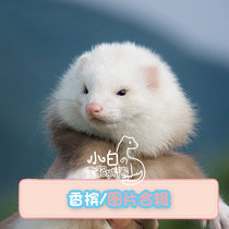 Champagne] Little White Ferret Castle Angoru Ferret Pet Cub Anglou Alternative Cute Pet Living