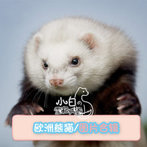 European panda color] Little white ferret Castle Angoru pet ferret live cub Anglou alternative cute pet