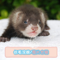 Long-haired raccoon color] Small white ferret Castle Angoru ferret pet larvae Anglu alternative cute pet