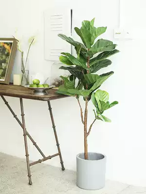 Simulation of Qinye Banyan plant potted ornaments set up Qinye indoor living room large floor-to-ceiling Nordic decoration
