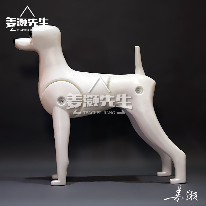 Jiang Jiang Japanese Young Teddy Model Special Sky Pet School Beauty Practice Dogs