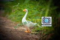 20 Years New Emulation Feather Great White Goose Children Photography Photo Studio Props Fields Garden Wind Home Swing Dolls