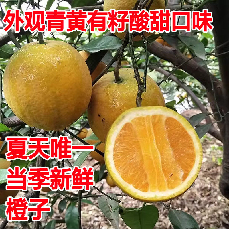 正宗秭归夏橙:当季时令新鲜水果,孕妇现摘榨汁手剥橙子多汁非甜脐橙!🍊👶-橙-淘宝百科网