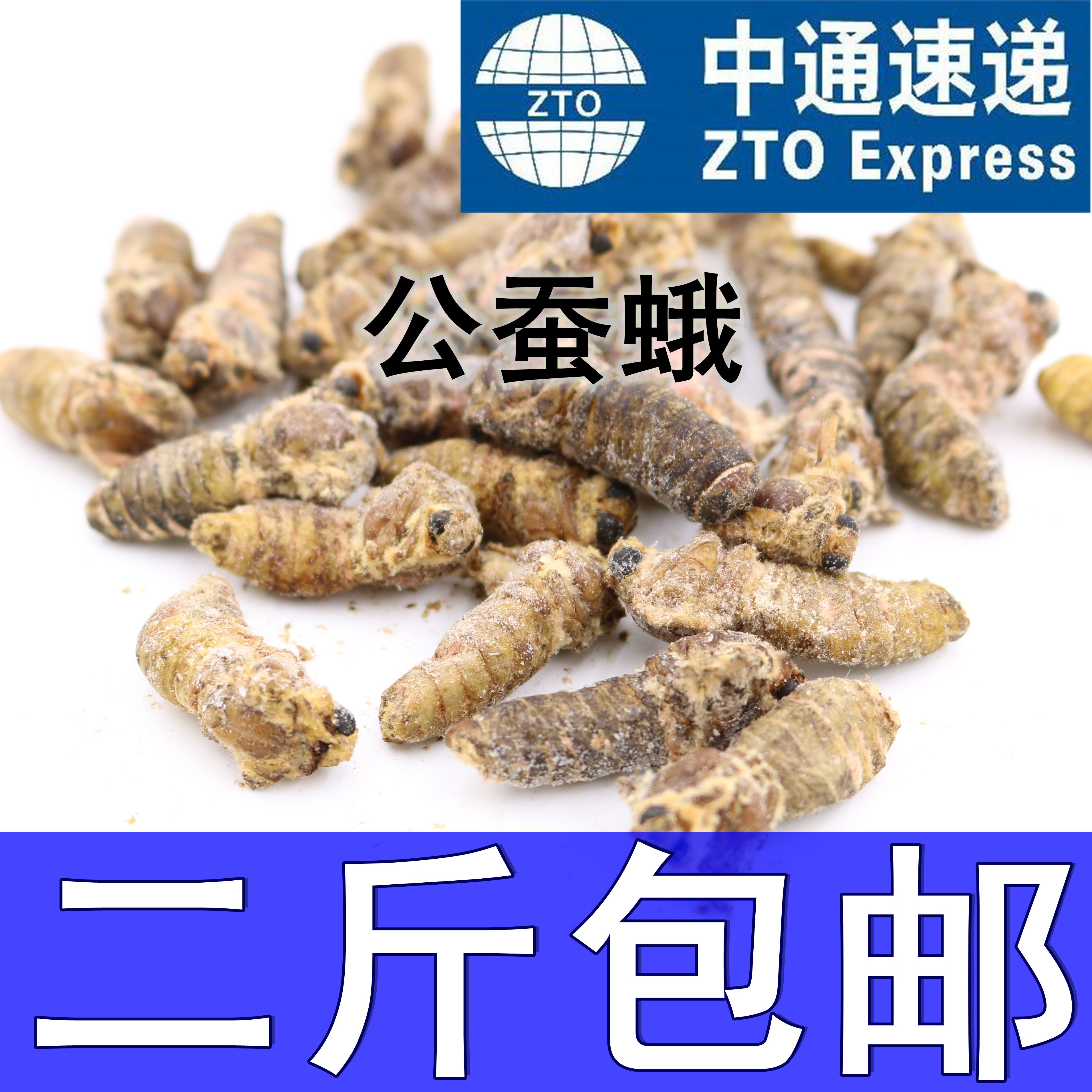 Silkworm pupa Large silkworm pupa Tussah silkworm pupa Yellow silkworm pupa Rhubarb pupa Silkworm moth Large silkworm moth Male silkworm moth Zhongtong two pieces