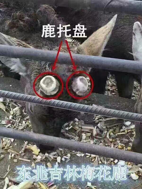 Jilin Mehua Deer Antlers Deer Antlers Pink Deer Antlers Cap Pink Deer Depan Breast Gambling Milk For Free Of Powder 