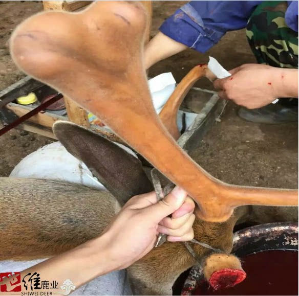 Fresh deer bleed with wine and fresh deer blood Jilin plum deer furry deer furry and whole whip 500ml