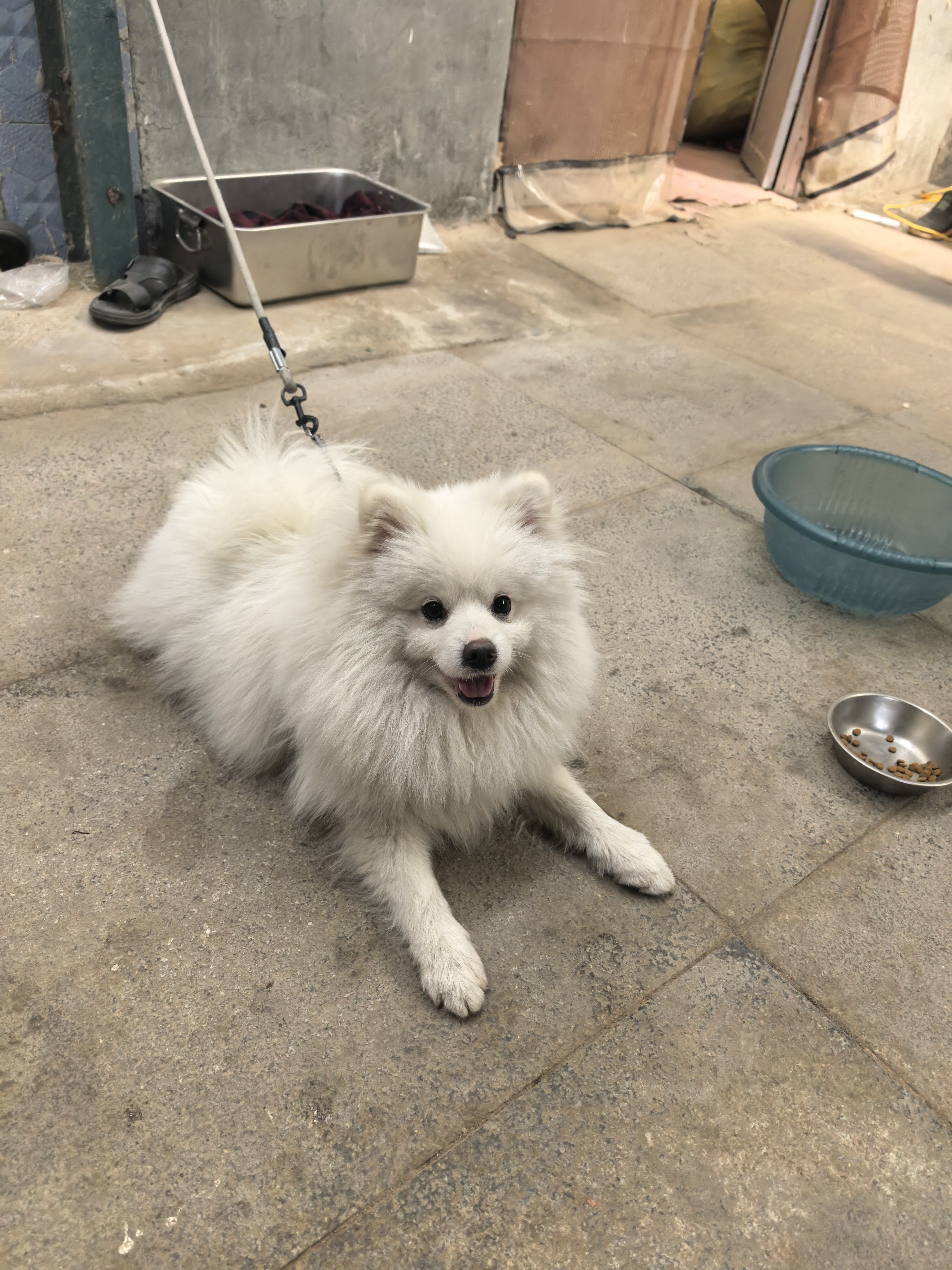 忠犬八公的故事的LOGO