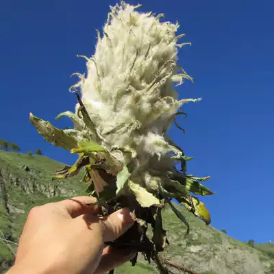 Tibetan Snow Lotus Tibetan Snow Lotus Chinese herbal medicine quality super Tianshan Snow Lotus 11 yuan full five