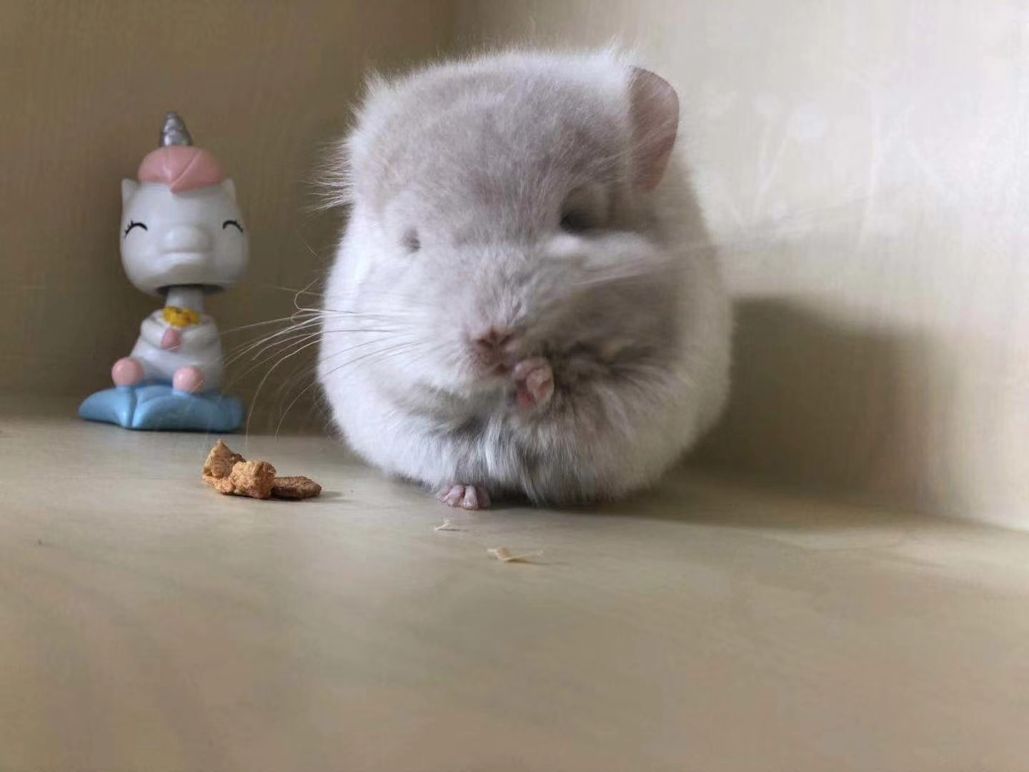 Changzhou physical store Angola Long Dragon Cat Live Dragon Pet beige pink gold long hair