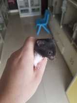 Small pet consulting Changzhou different pet Consulting