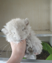 National transport long-haired chinchas MM Angola long-haired Totoro Golden ChinChin sister MM