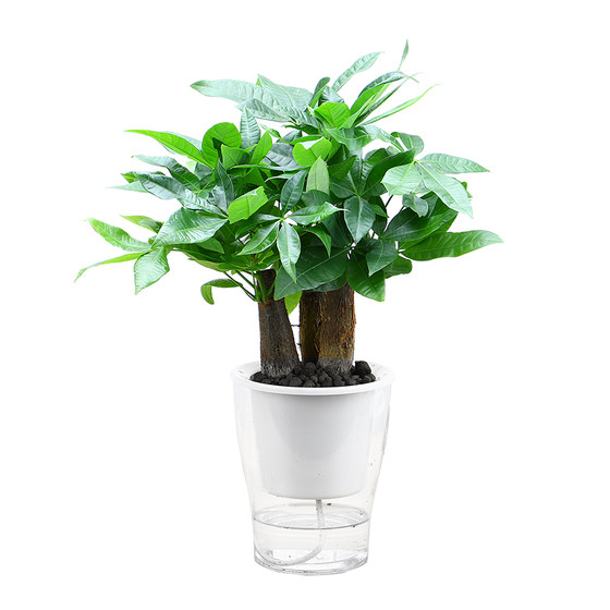 Money Tree Potted Indoor Green Plant Flower Plant Office Desktop Bonsai Radiation Protection Gift Giving Money Lucky Tree