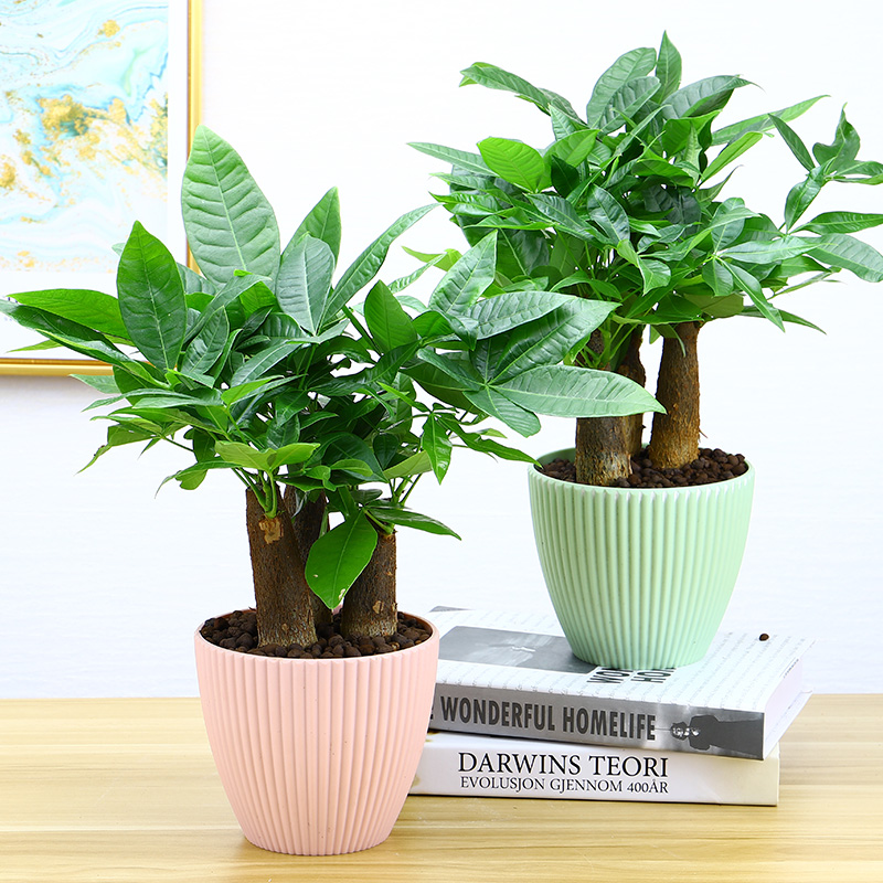 Pachira Potted Indoor Plants Flowers Bonsai Plant Radiation Protection Office Desktop Gifts Lucky Shake The Money Tree