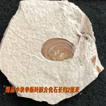 New veneer shell leaf limb fossil new Liaoxi Chaoyang paleontology popular science specimen raw stone gift collection