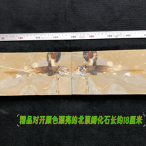 New folio Pans Beipiao sturgeon Liaoxi paleontological fossil fish fossil plant fossil popular science specimen collection