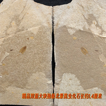High-quality Huangbanjigou Insects Chaoyang Western Liaoning Paleontological Fossils Popular Science Beipiao Wolf-finned Fish Specimens Collection and Appreciation