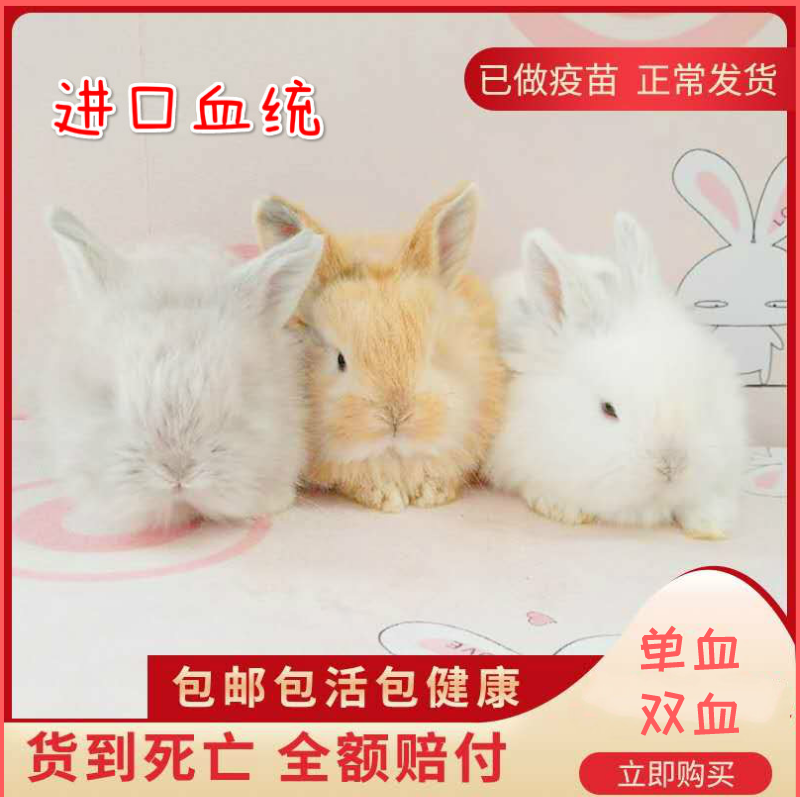 Pet Rabbit living Things dwarf rabbit coeared rabbit Small living Angolan Rabbit Blood Rabbit Single Blood Double Blood Rabbit