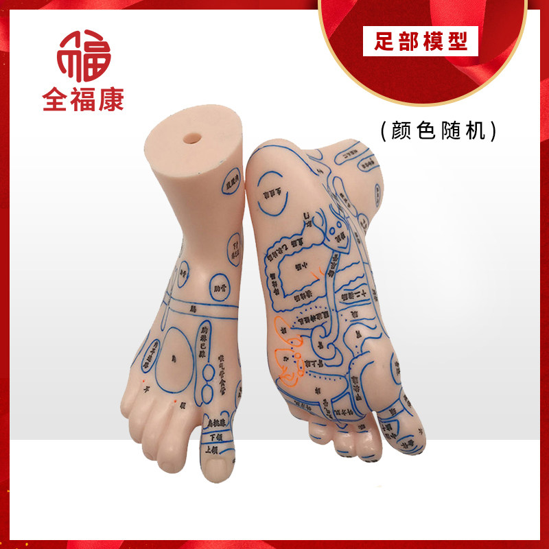 (Tilting Fitness) Foot Model 15cm