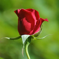 Бутылка для нюхания (роза)