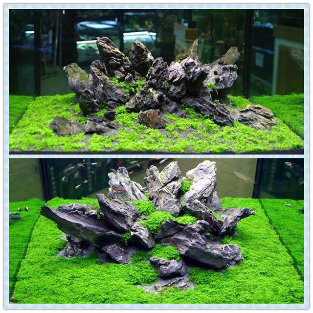 Freshwater fish tank live lazy entry landscaping tuo grass underwater Ye Tianhu pearl prospect without bottom sand mini