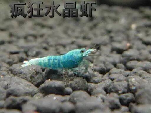 Crazy Crystal Shrimp Black King Kong Crystal Shrimp Blue Maggot Blue Maggot Crystal Shrimp Blue King Kong Purification Special Shrimp Crystal Shrimp