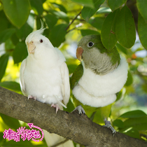 Clear little dream original pet parrot bird warm clothing flight suit thickened warm fur customization