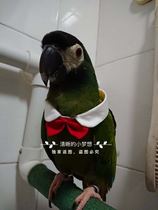 Parrot clothes bird collars cute bow ties decorations white shirt toys adjustable