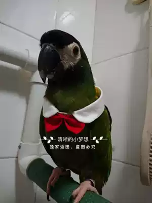 Parrot clothes bird collars selling cute bow tie decorations white shirt toys adjustable