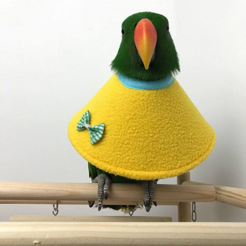 Pet bird parrot anti-bite wool collar clothes Elisabeth ring cloak hood