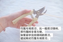 "One Drawer" Special Scissors for Flower Lamps Horticultural Scissors diy Making Tools