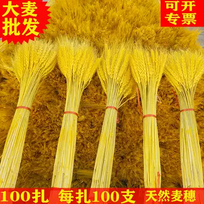 Natural wheat ear dry flower bouquet big sale opening barley flower basket idyllic decoration shooting props Golden Wheat