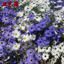  Flower seeds five-color chrysanthemum seeds Four seasons easy to seed Balcony flower bed potted flowers open-air flowers sea flower seeds mixed color