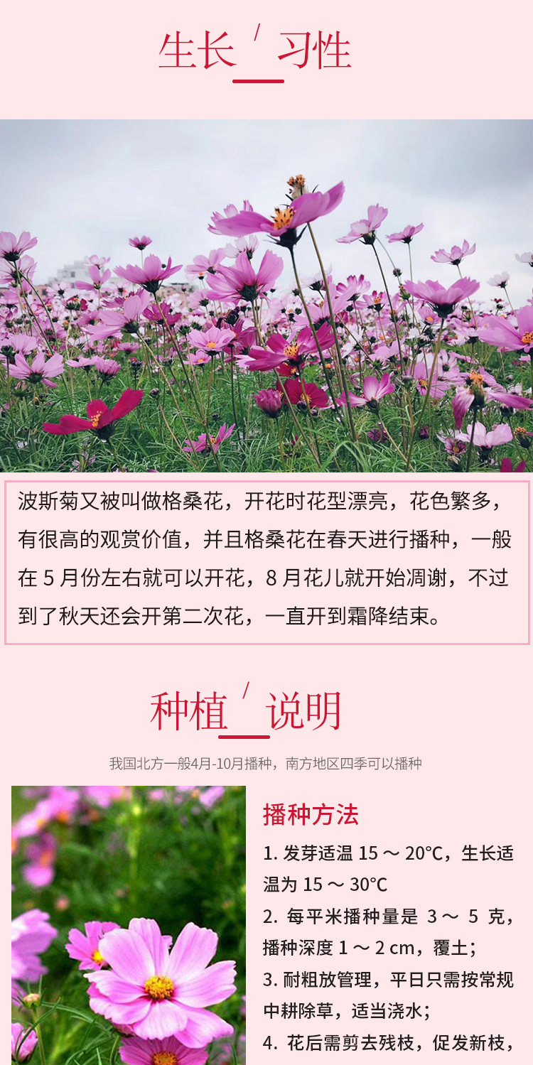 波斯菊花种格桑花种四季开花种易活花种庭院室外花卉野花组合批发 阿里巴巴