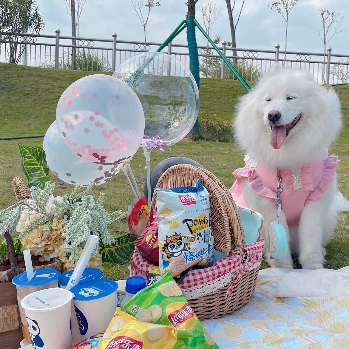 Little Tail Pet Store Postage and Shipping Price Difference Special Auction Hyperlink