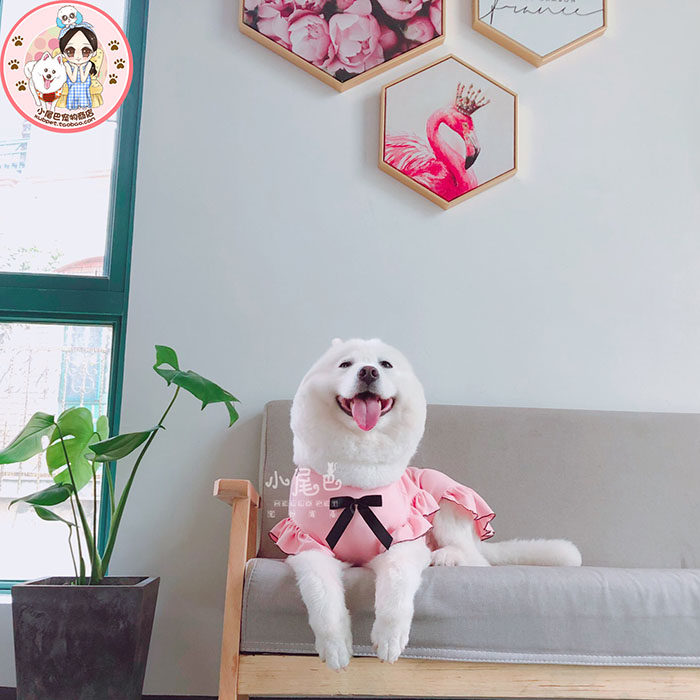 Summer comfort of medium - sized dog butterfly skirt dress can be made pajamas