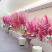 Pink Reed Dry Flower Network Red Flower Bouquet Wedding Mall Window Decorated Reed Reed Flowers Indoor and Outdoor View