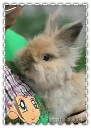 Abnormal order closure to make up the shipping fee to make up the difference Special shot