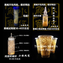 Fruit fly cup live feed Size winged tree frog Chameleon jumping spider Mantis spider larvae live feed