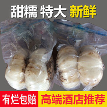 Nine-year-old extra large Lanzhou lily newly dug natural fresh sweet lily edible Lanzhou specialty vacuum 500g