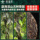 Чай Пуэр Raw Tea 2025 Xinyi Ancient Tree Чайный торт из сырого дерева Юньнань Цизи Торт Мэнхай Пуэр из сырых листьев чая Пуэр mini 2