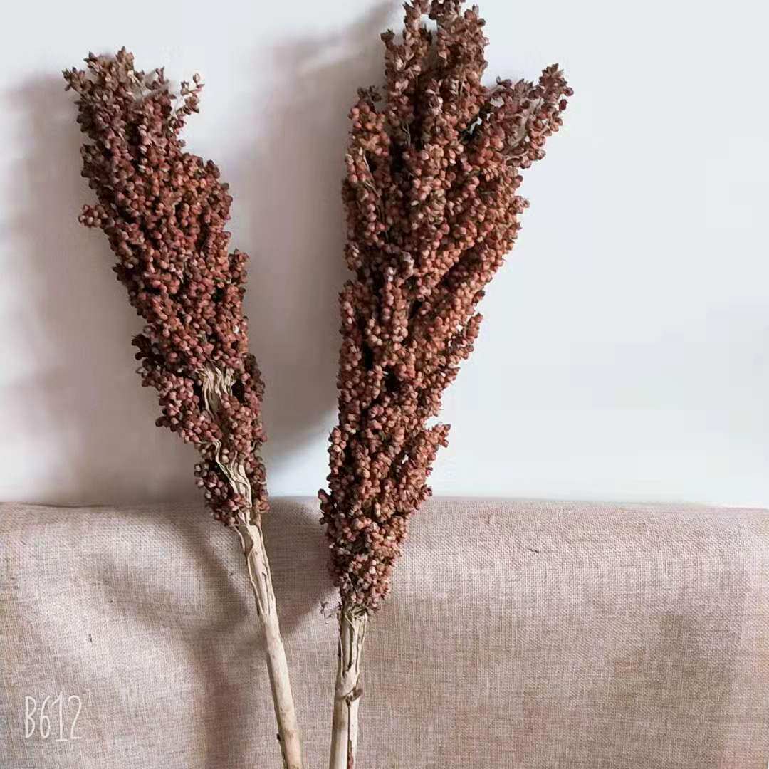 Natural dry flower sorghum spike with seed sorghum flower living room shop exhibition hall pastoral art decoration dry flower shooting props