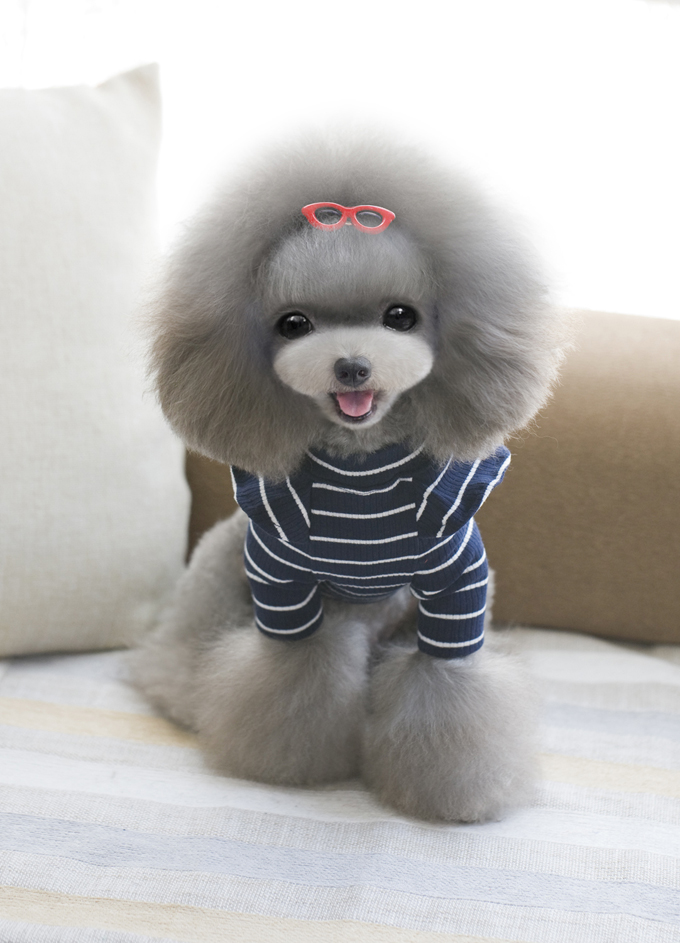 Mùa thu Pet Dog Puppy Quần áo với tay áo bay nhỏ sọc gấu Teddy Schnauzer Quần áo chó nhỏ - Quần áo & phụ kiện thú cưng áo cho cún