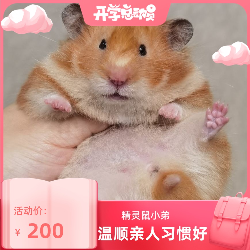 (Xuebei Xiangnan) Cinnamon Family with Rare Hair Color Long Hair and Short Hair Golden Silk Bear West Isch Bear Golden Silk Sage