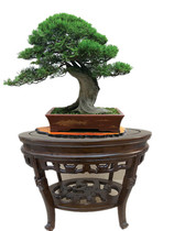 Solid Wood bonsai table Elm Oval bonsai table round living room Oval solid wood fish tank holder flower stand shelf