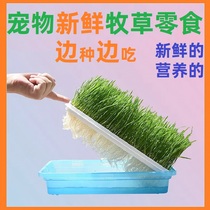 Rabbit Dragon Cat Dutch Pig Fresh Pasture Cultivation Dish now Eat Pet Pasture Snack Rabbit Feed Grain