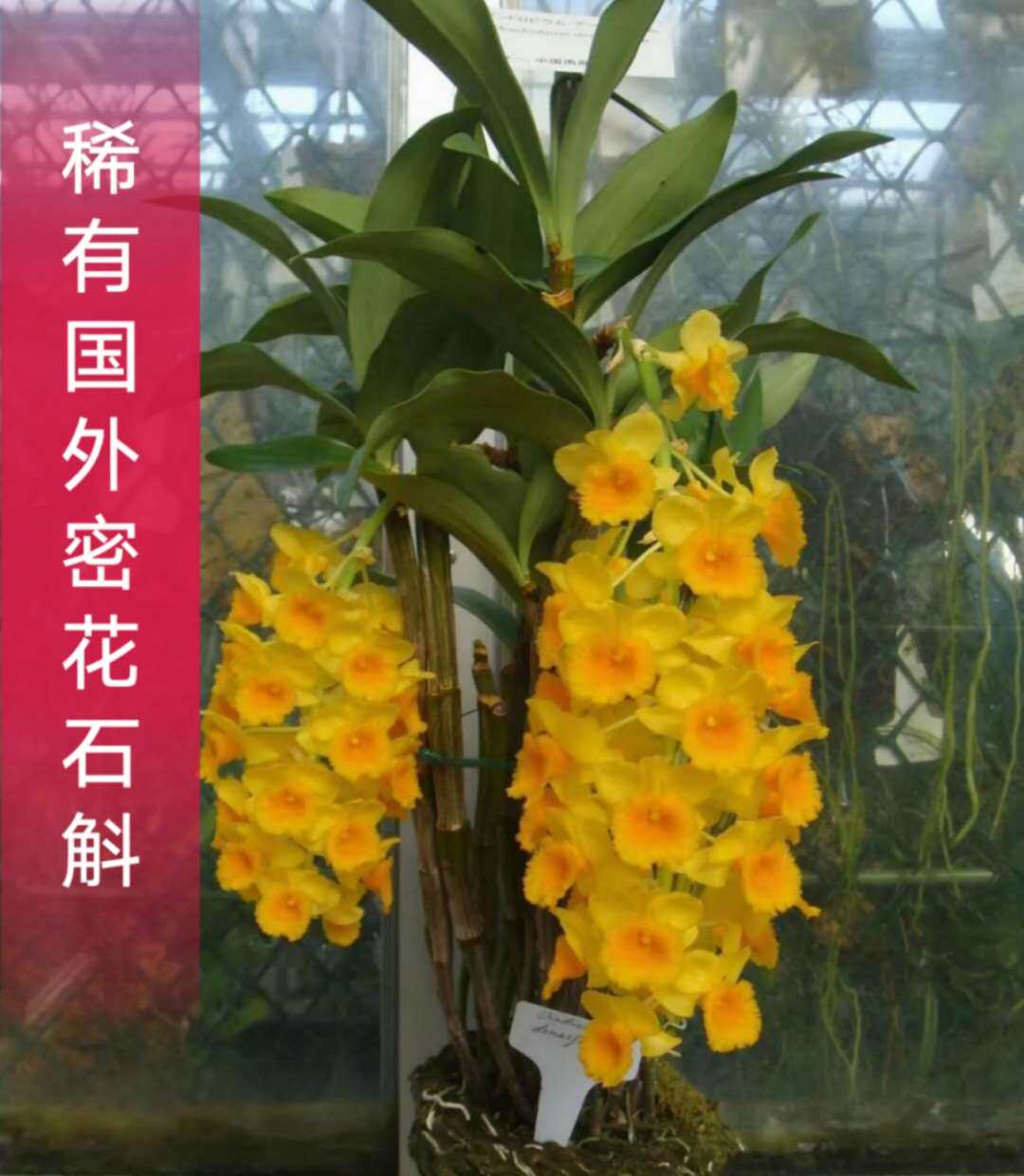 青林谷紅燈籠到貨大密花石斛庭院室內盆景觀賞國外稀有品種