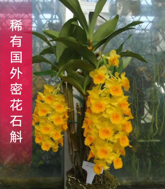 Qinglin Valley Red Lanterns Have Arrived. Large Dense Flower Dendrobium Orchids for Courtyard and Indoor Potted Viewing. Rare Foreign Varieties