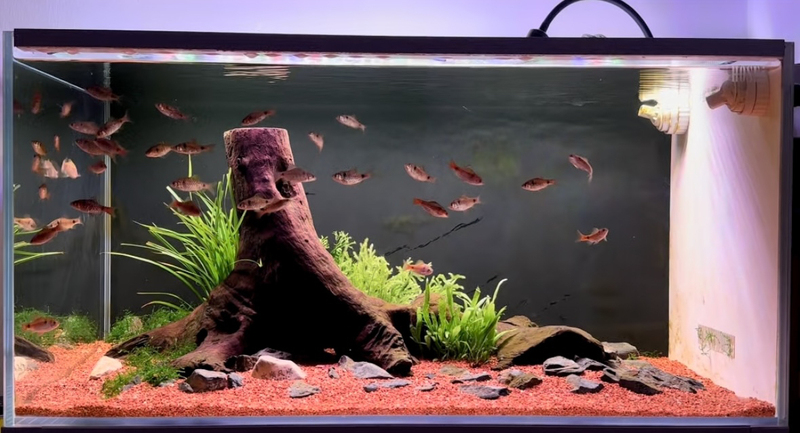 Forest-Style 50-120cm Premium Aquarium Landscaping Driftwood Tree Stump Arch Bridge Hollow Hideout South American Tree Stump Turtle Climbing Forest-Style 50-120cm Premium Aquarium Landscaping Driftwood Tree Stump Arch Bridge Hollow Hideout South American Tree Stump Turtle Climbing